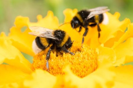 10 curiosidades que no sabías sobre las abejas