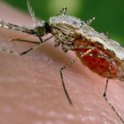 Ante preocupación por brote de malaria  comunitario pide a  Salud Publica intervenir Zona  Expansión  Santo Domingo Oeste