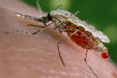 Ante preocupación por brote de malaria  comunitario pide a  Salud Publica intervenir Zona  Expansión  Santo Domingo Oeste