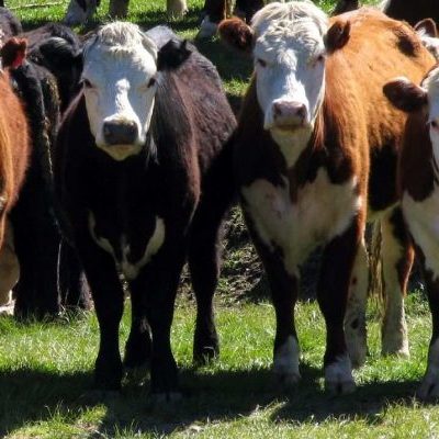 Apresan Ciudadano Haitiano Con Cinco Vacas Robadas