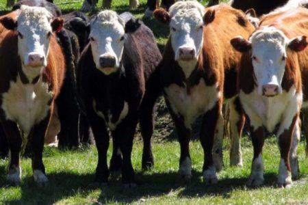 Apresan Ciudadano Haitiano Con Cinco Vacas Robadas