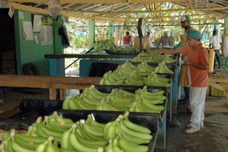 Disponen RD$100 millones para comprar excedente de bananos