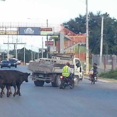 VAGANCIA DE ANIMALES EN CARRETERAS DE PTO. PTA. SIGUE CAUSANDO MUERTES