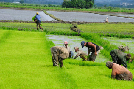 Arroceros garantizan abasto de arroz y precio estable pese a sequía