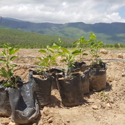 Desarrollo Fronterizo instala parcelas demostrativas para el cultivo de frutales