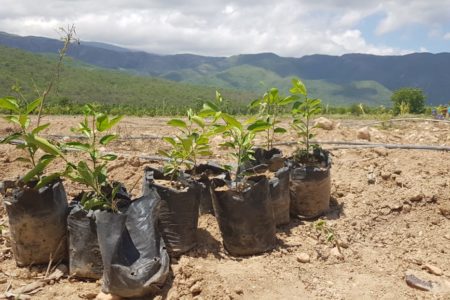 Desarrollo Fronterizo instala parcelas demostrativas para el cultivo de frutales