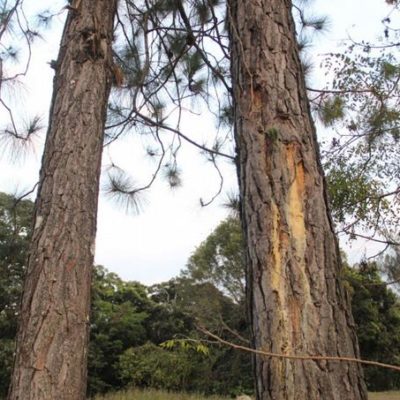 Plan Sierra reporta escarabajo de pino afectó más de 190 mil árboles en San José de las Matas