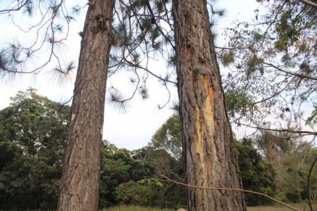 Plan Sierra reporta escarabajo de pino afectó más de 190 mil árboles en San José de las Matas