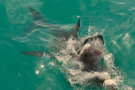 Tiburón muerde a una niña de 10 años en una playa de Florida