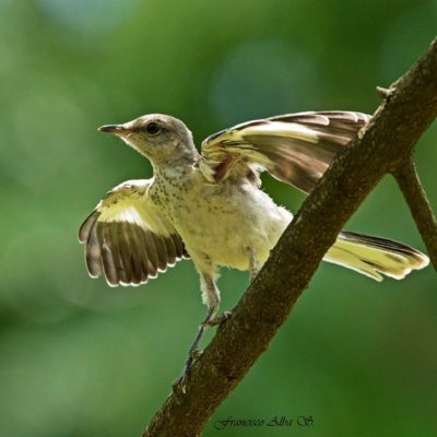 Día Internacional de las Aves Migratorias: Medio Ambiente exhorta a preservar las diferentes especies que  llegan a  las costas y bosques de nuestro país