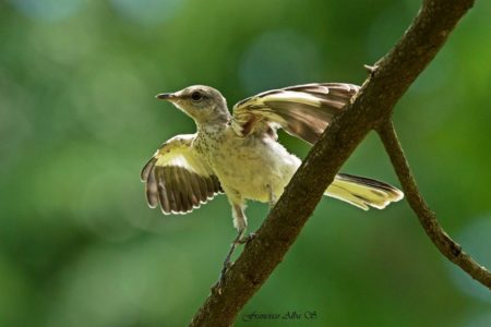 Día Internacional de las Aves Migratorias: Medio Ambiente exhorta a preservar las diferentes especies que  llegan a  las costas y bosques de nuestro país