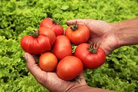 EEUU impuso aranceles de 17,5% al tomate mexicano
