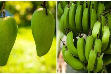 Consumir mangos y plátanos verdes puede prevenir el cáncer de colon