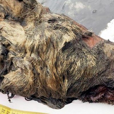 Estudian cabeza de lobo gigante hallada congelada en Siberia; vivió hace 40,000 años