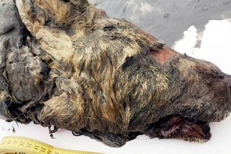 Estudian cabeza de lobo gigante hallada congelada en Siberia; vivió hace 40,000 años