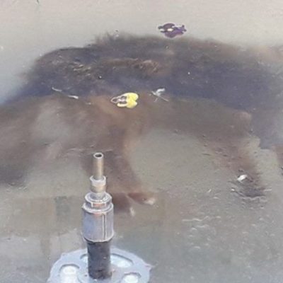 La imagen de un perro congelado en una fuente conmueve en Bolivia