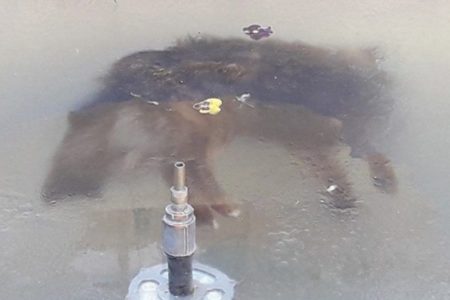 La imagen de un perro congelado en una fuente conmueve en Bolivia