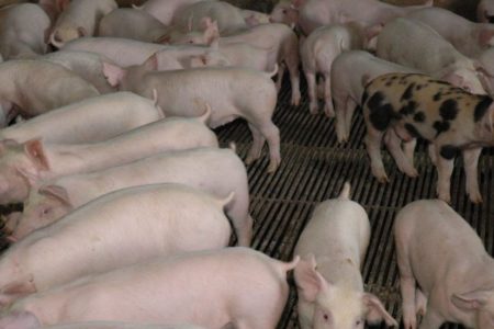 Ministerio de Agricultura dispone 2 millones de vacunas contra peste porcina clásica