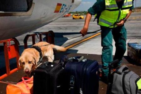 Un hombre es detenido en aeropuerto por intentar viajar con 68 aves ocultas