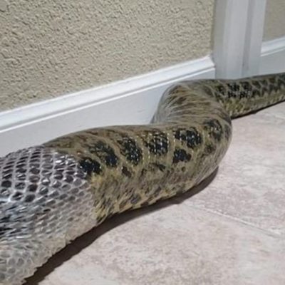 Vea cómo una anaconda muda su piel mientras su dueño la ayuda en el proceso