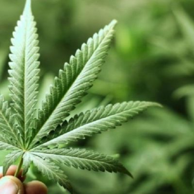 Tailandia inicia el suministro marihuana medicinal a pacientes con cáncer