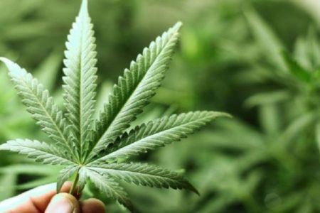 Tailandia inicia el suministro marihuana medicinal a pacientes con cáncer