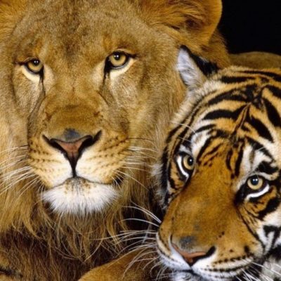 Encuentran veinte leones y tigres congelados dentro de nevera en granja de Sudáfrica