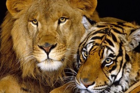 Encuentran veinte leones y tigres congelados dentro de nevera en granja de Sudáfrica