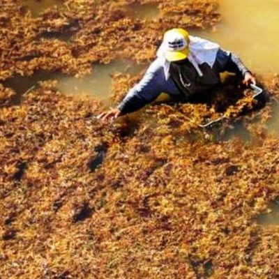 México recolecta 57,603 toneladas de algas de sargazo en playas del Caribe