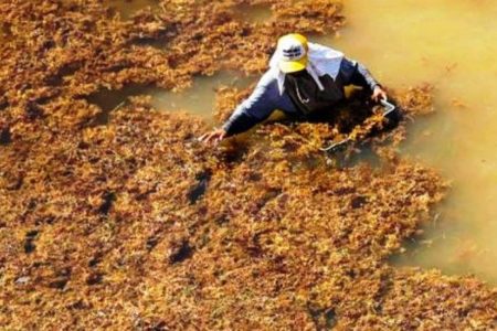 México recolecta 57,603 toneladas de algas de sargazo en playas del Caribe