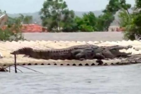 Cocodrilo descansa sobre el techo de una casa sumergida por inundaciones en la India