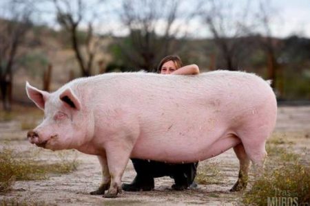 Alerta internacional por carne de cerdo contaminada de listeriosis