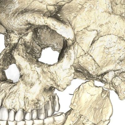 Científicos reconstruyen virtualmente el cráneo del ancestro del Homo Sapiens