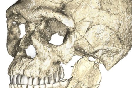 Científicos reconstruyen virtualmente el cráneo del ancestro del Homo Sapiens