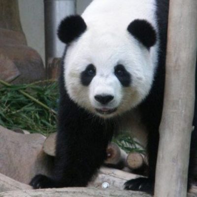 Fallece Chuang Chuang, el oso panda embajador de China en Tailandia