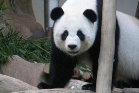 Fallece Chuang Chuang, el oso panda embajador de China en Tailandia