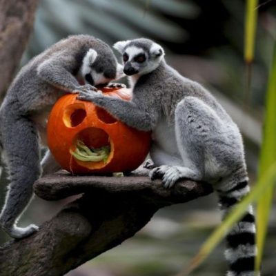 Los animales del zoológico de Guatemala celebran Halloween con calabazas