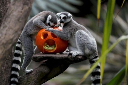 Los animales del zoológico de Guatemala celebran Halloween con calabazas