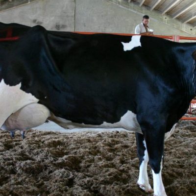 Proyecto D-1 del CEAGANA aumenta en más de 300% la producción de leche