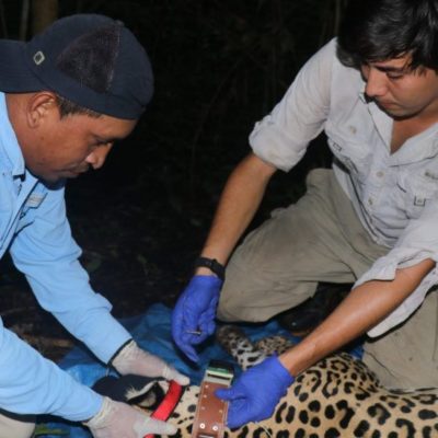 Tecnología GPS para luchar contra la extinción del jaguar en Panamá