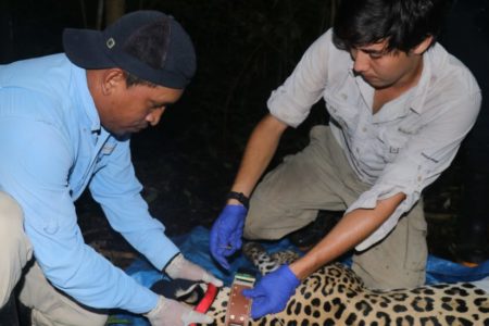 Tecnología GPS para luchar contra la extinción del jaguar en Panamá