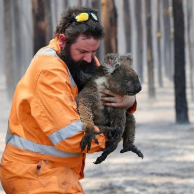 Hasta mil millones de animales se habrían visto afectados por los incendios en Australia