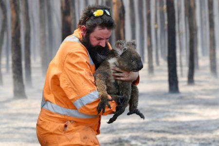 Hasta mil millones de animales se habrían visto afectados por los incendios en Australia