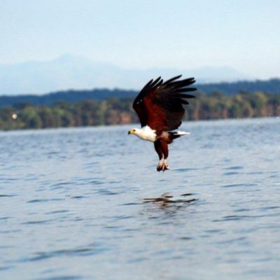 Una águila llega a Kenia tras volar casi 7.000 kilómetros desde Finlandia