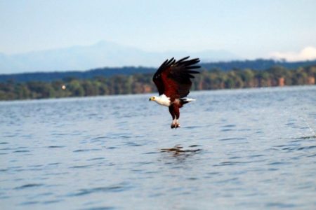 Una águila llega a Kenia tras volar casi 7.000 kilómetros desde Finlandia