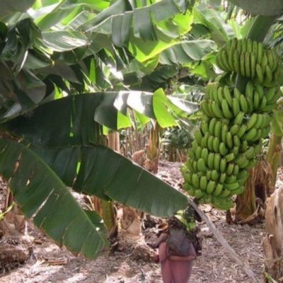 Productores dominicanos piden a la UE cambios en las normas sobre orgánicos