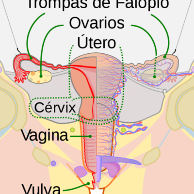 El útero de bio-ingeniería ayuda a la fertilización y el desarrollo fetal