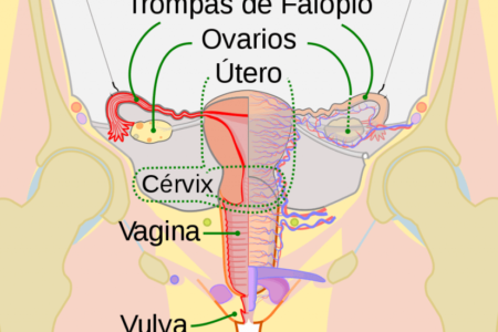 El útero de bio-ingeniería ayuda a la fertilización y el desarrollo fetal