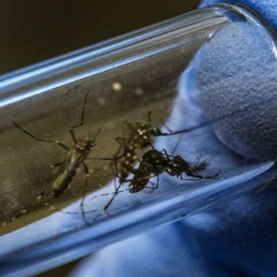 El mosquito no transmite coronavirus, según Instituto de Sanidad italiano