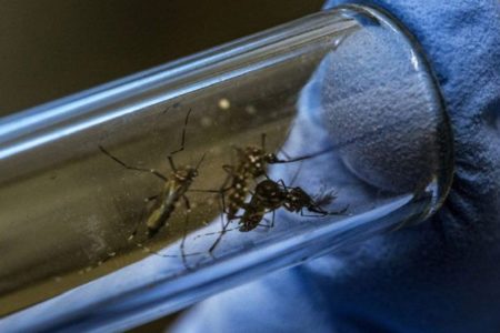 El mosquito no transmite coronavirus, según Instituto de Sanidad italiano